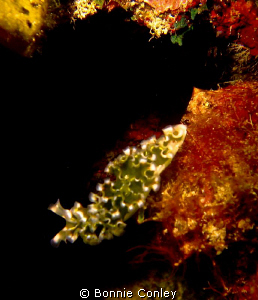 Photo taken August 2010 in Grand Cayman with Canon SD 550 by Bonnie Conley 
